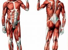 10 самых интересных фактов о мышцах человека