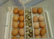 Какие яйца лучше: перепелиные или куриные