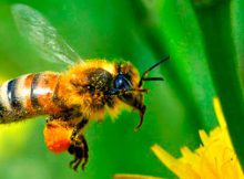 Апитерапия — лечение пчёлами