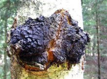 Лечебные свойства чаги древесного гриба