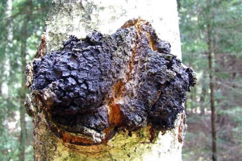 Лечебные свойства чаги древесного гриба