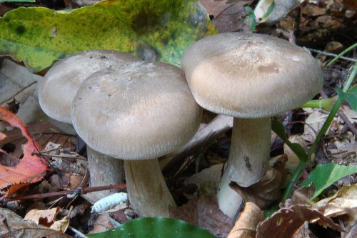 Симптомы отравления грибами 