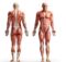 10 интересных фактов о мышцах человека