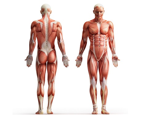 10 интересных фактов о мышцах человека
