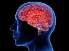 11 удивительных фактов о человеческом мозге