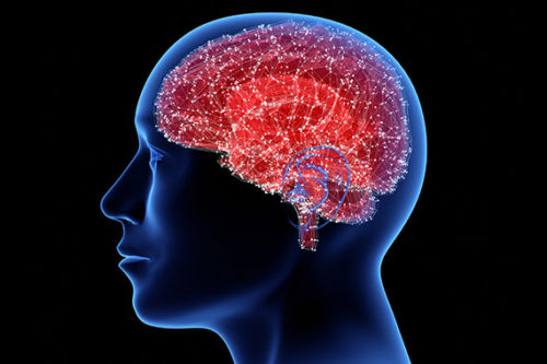 11 удивительных фактов о человеческом мозге