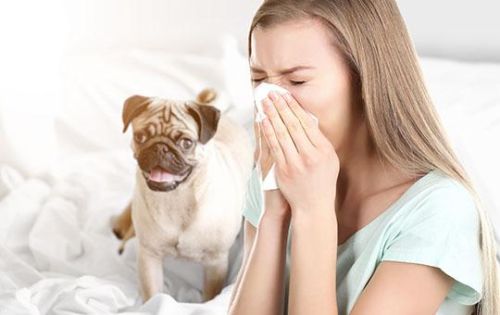 Гипоаллергенные собаки для астматиков и аллергиков